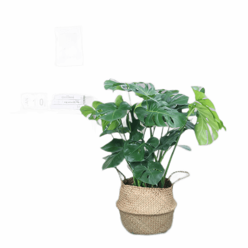 綠韻花田【兩小時達(dá)】發(fā)財樹榕大型綠植物盆栽竹編框公司門口開業(yè)喬遷送禮 龜背竹