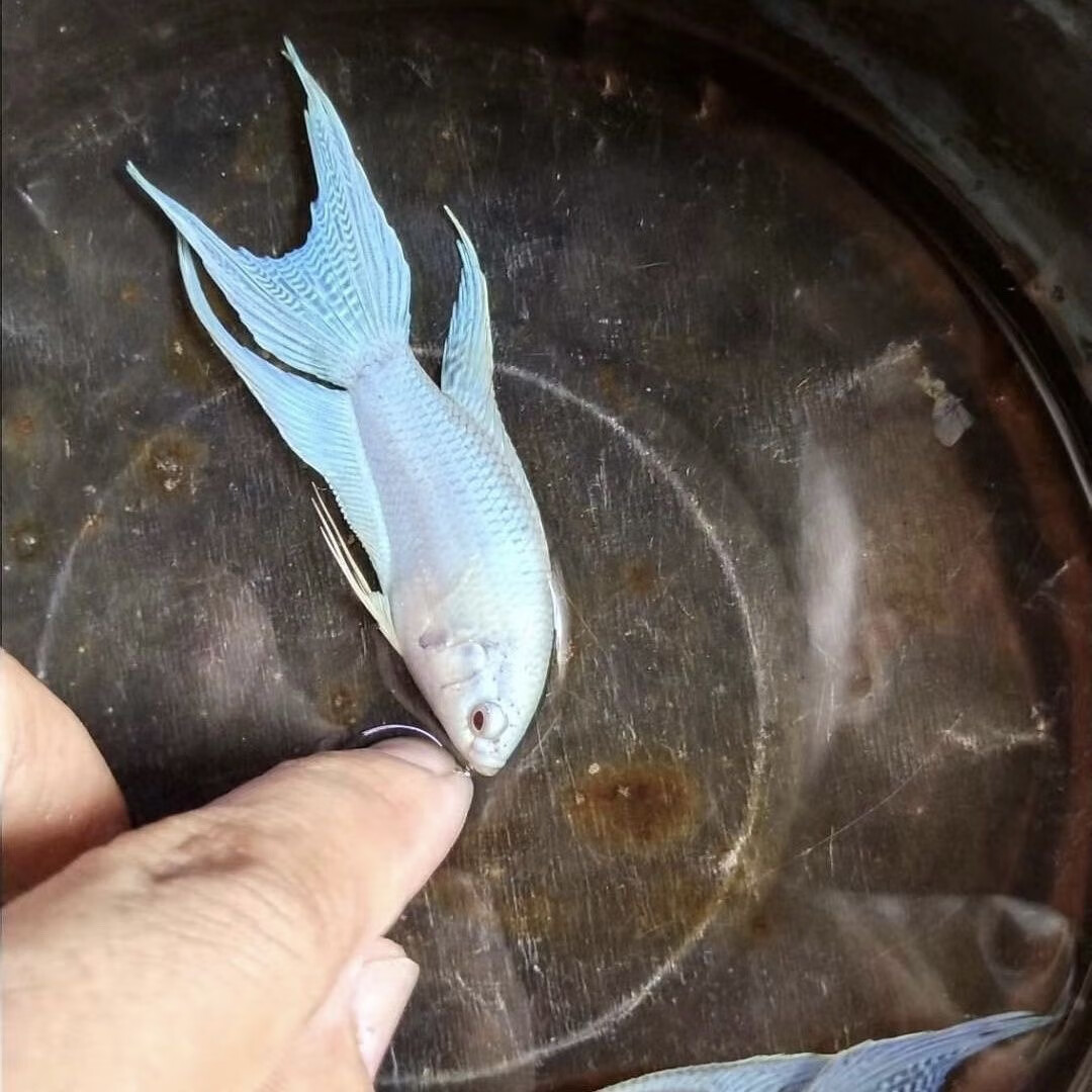 忘己中国斗鱼白化蓝斗鱼活体活鱼淡水冷水观赏鱼好养耐养小型鱼免打氧