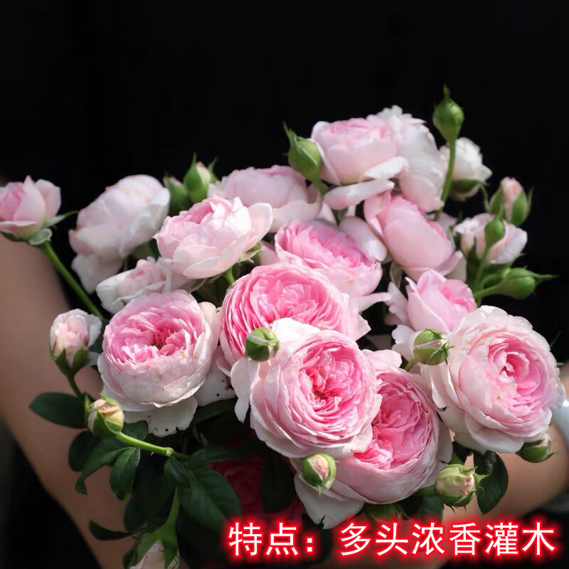 欧月藤本爬藤月季花苗浓香小苗当年开花阳台室内外盆栽地栽 我的心2棵