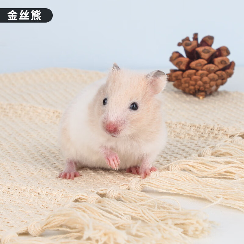 小仓鼠活物金丝熊家养三线银狐用品已打包活 短毛金丝熊 【可备注公母