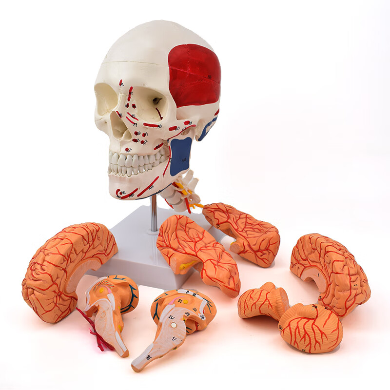 ENOVO颐诺人体头颅骨脑动脉解剖结构模型头骨模型脑血管脑结构1：1颅骨解剖神经外科医生培训教学教具