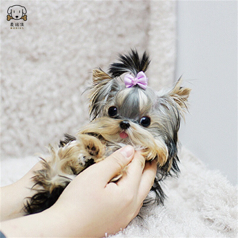 麦比佳约克夏犬 约克夏幼犬 纯种金头银背小体约克夏梗犬 小型犬 宠物