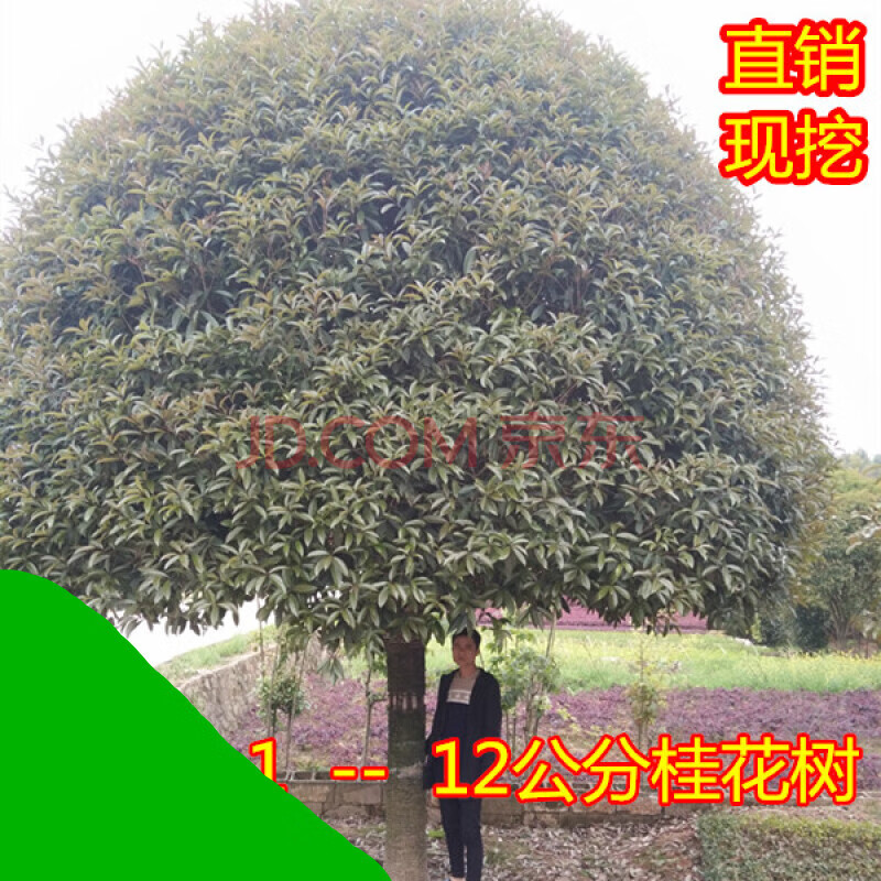 仟草集桂花树1到12公分桂花大树金桂丹桂桂花树苗桂花苗庭院花卉 9