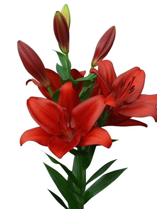 仟草集香水百合花种球带芽四季花卉种子室内重瓣绿植盆栽花苗大种球 a