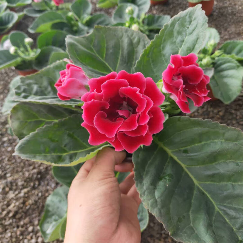 雨花蝶重瓣大岩桐盆栽带花苞富贵芙蓉花阳台客厅办公室四季开花好养易