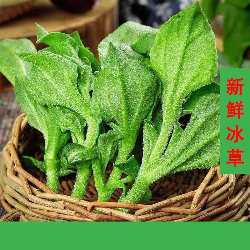 冰草新鲜蔬菜食用冰菜非洲冰草即食生吃蔬菜沙拉食材水晶冰菜新鲜