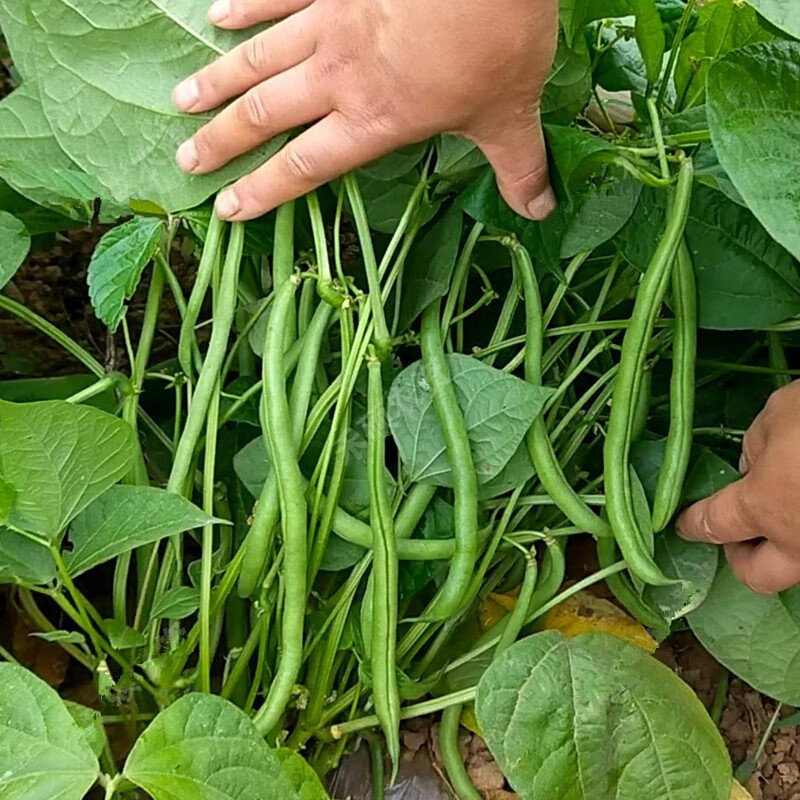 凤鸣雅世地豆种子菜种地豆种孑无架种籽矮生豆角种籽无丝豆种四季蔬菜