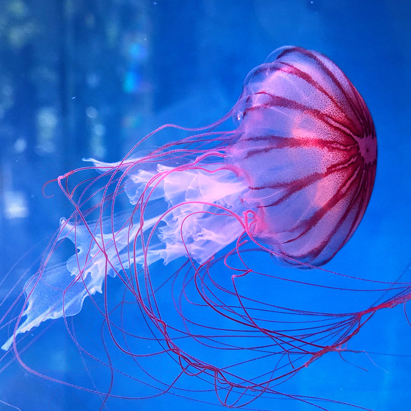 黑星海刺水母活体中大型活体水母展海洋馆水母人工繁殖水母冷水系