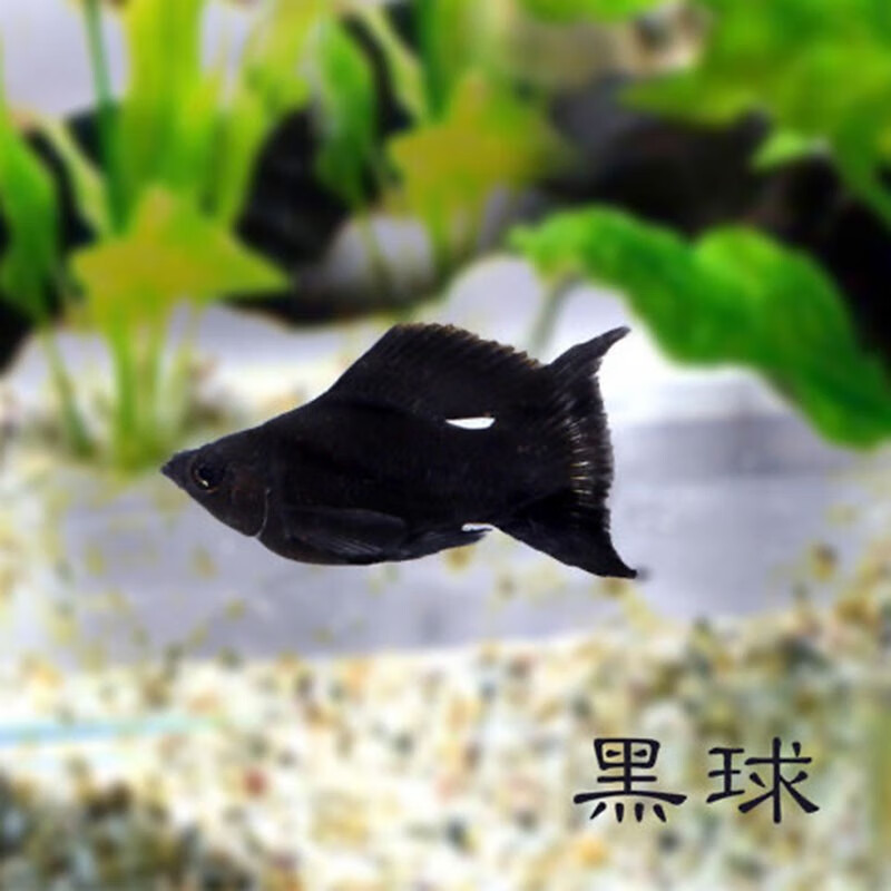 在网上购物怎么查水族活体历史价格的|水族活体价格历史