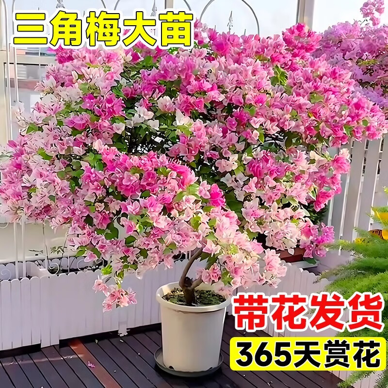 ÷Դ׮شĺӣ̨߶ļ ӣ