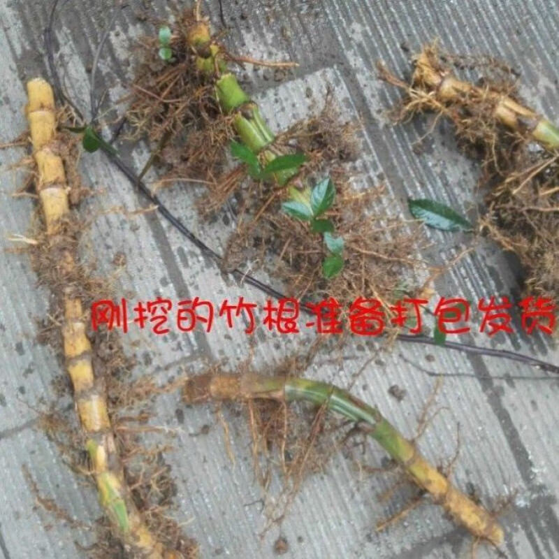 花姬  大型楠竹苗巨龙竹苗毛竹苗竹子苗食用竹笋竹鞭种苗庭院竹笋种植