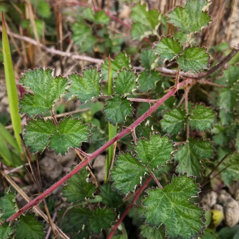 深山中药材茅莓新鲜 红梅消 三月泡 刺波 蛇泡簕 带刺虎波草干品 枝叶