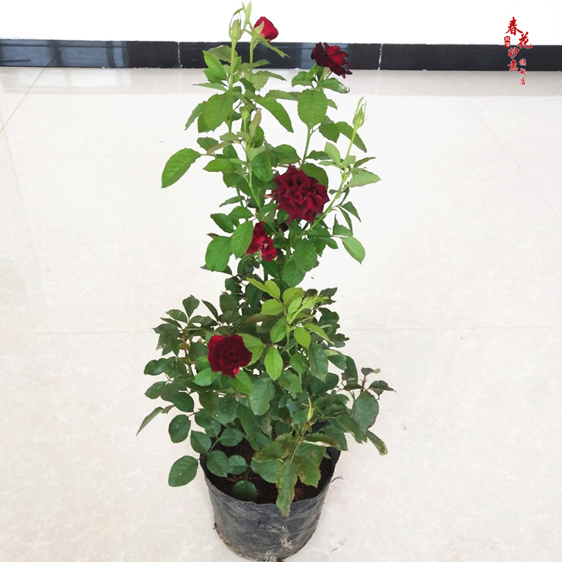 花庭院阳台室内外盆栽地栽切花卡罗拉 黑巴克月季 不含盆