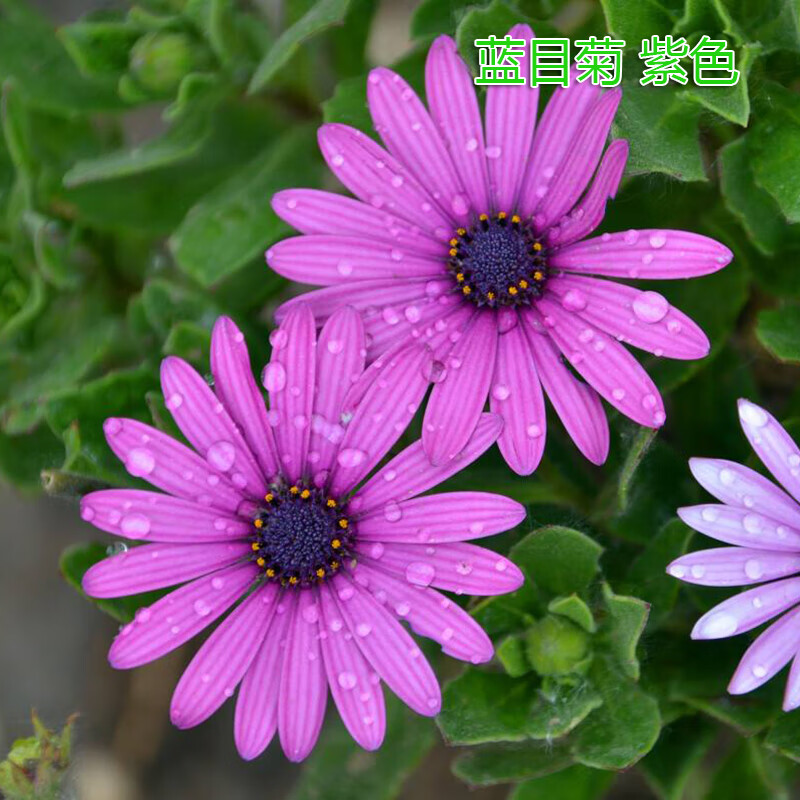 盆栽苗眼菊蓝目菊 耐寒 播种景观绿化洲菊种苗 蓝目菊 紫色(带营养钵)
