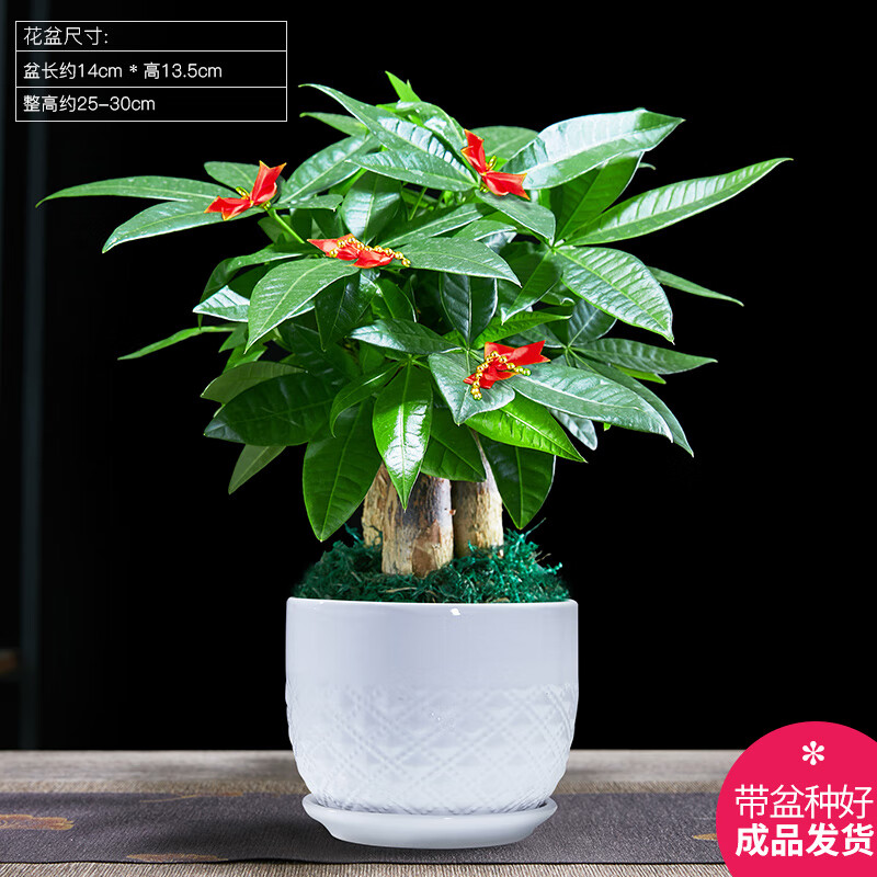幼薇发财树盆栽招财树客厅好养易活室内绿植物办公室内桌面小盆景 发财树单棵+绿旭日东升盆+圆底盘 带盆栽好