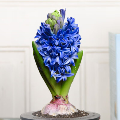 卉双风信子水培土培盆栽水仙花室内室外四季好养花卉耐寒植物冬季