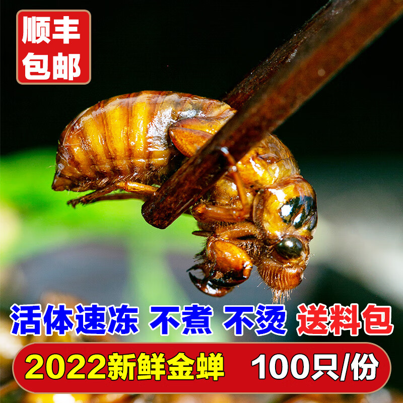 嘉尚酷知了猴新鲜金蝉知了龟2022山东特产知了蝉爬叉猴蝉蛹 试吃装