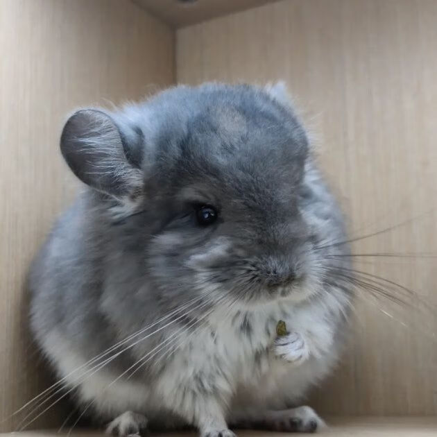 宠物龙猫幼崽亲人温顺标灰米色银斑粉白可爱包活长毛 龙猫标灰幼崽 公
