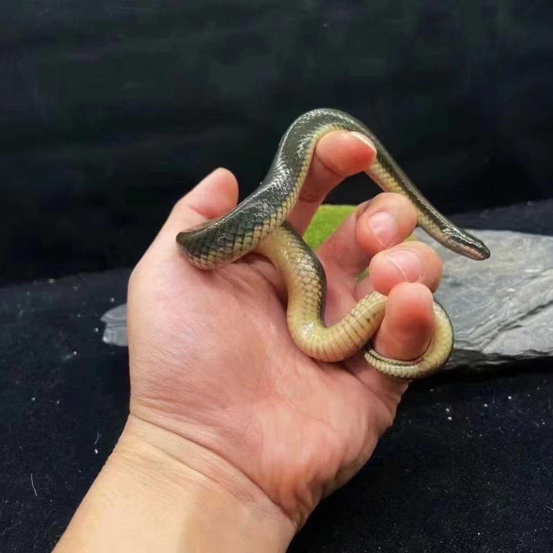 玉米蛇活物真蛇宠物蛇爬宠幼体翠青异宠宠物白化蛇宠无毒金边饲养