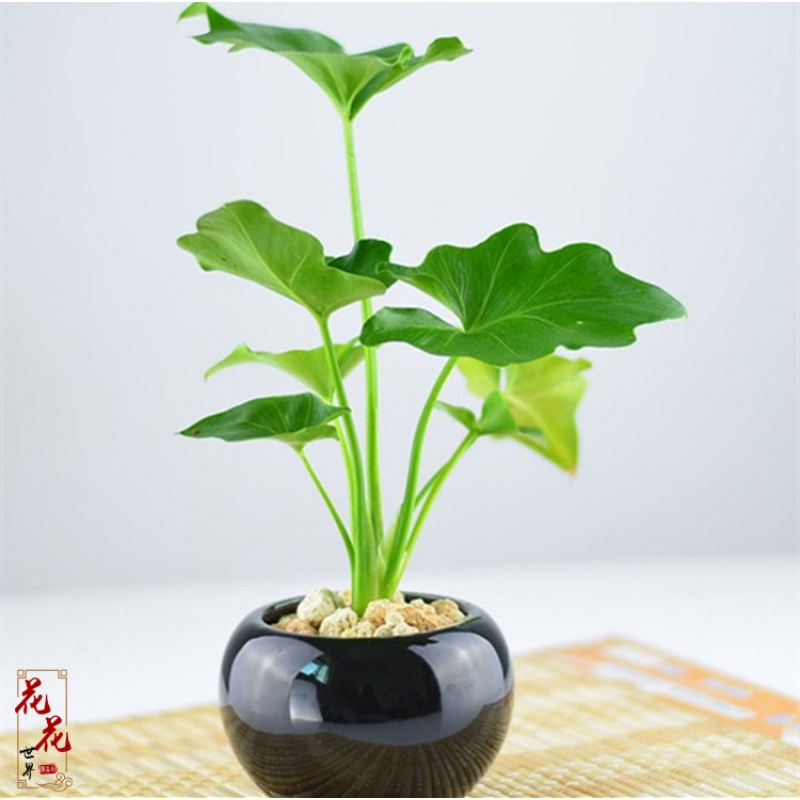 春沭 节日礼物春雨小型植物盆栽卫生间浴室办栽水培盆景花卉 春雨 不