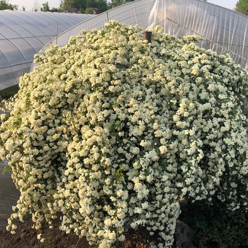 白木香母本苗180-200厘米高