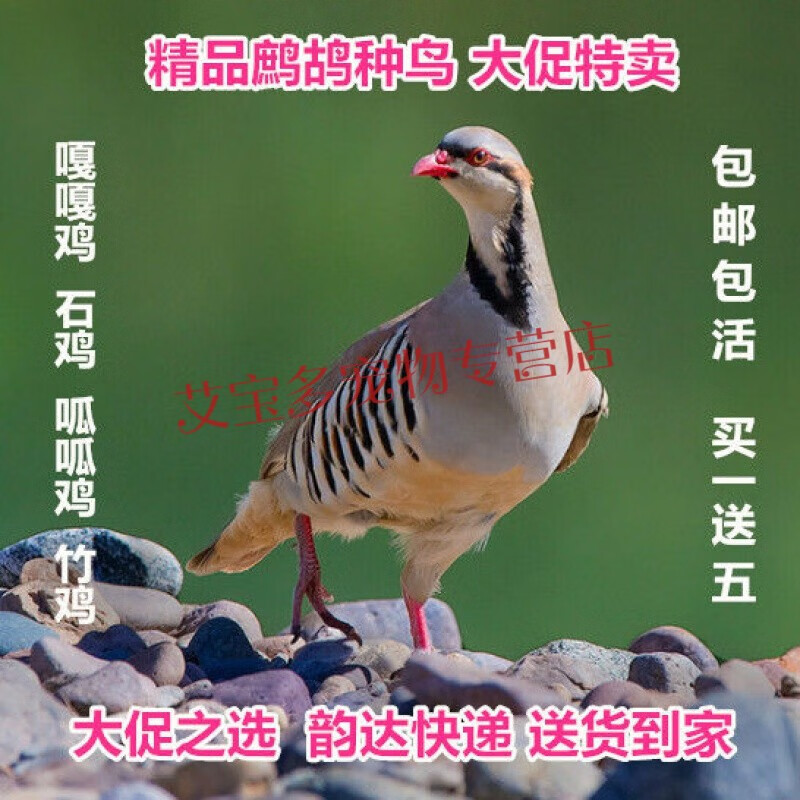 精品鹧鸪鸟活嘎嘎鸡呱呱鸡呱哒鸡竹鸡疙瘩鸡活包健康 1公1母鹧鸪 青年