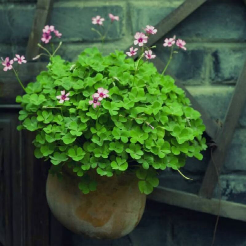 紫歆幸运草花种子三叶草四叶草种籽四季播种易活阳台盆栽植物花卉种子
