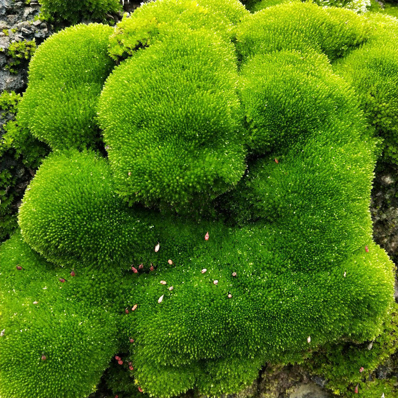 藓庭院大灰藓批发鲜活苔藓青苔花卉盆栽铺面微景观 大星星藓(15*8)5盒