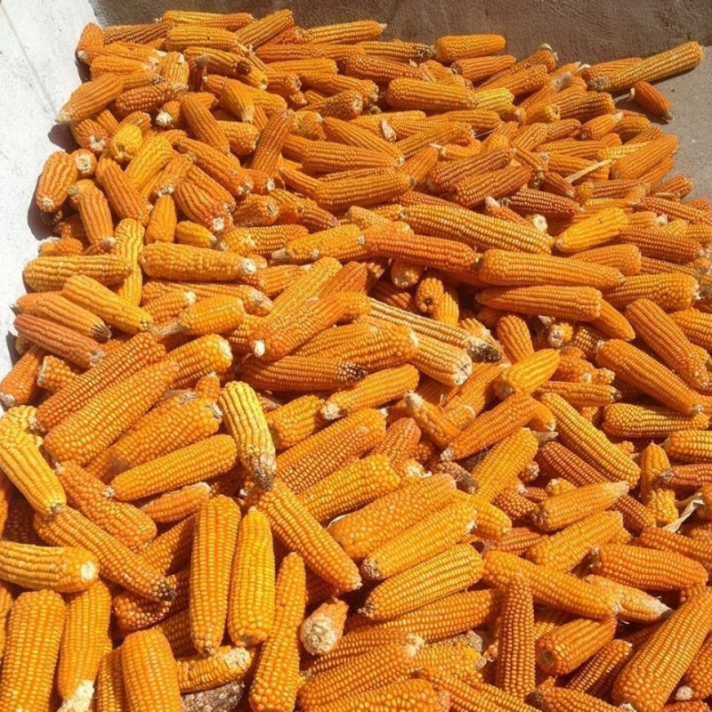 咯咚可种植老玉米 解放前的老品种玉米种子金皇后 非转基因玉米粒种子