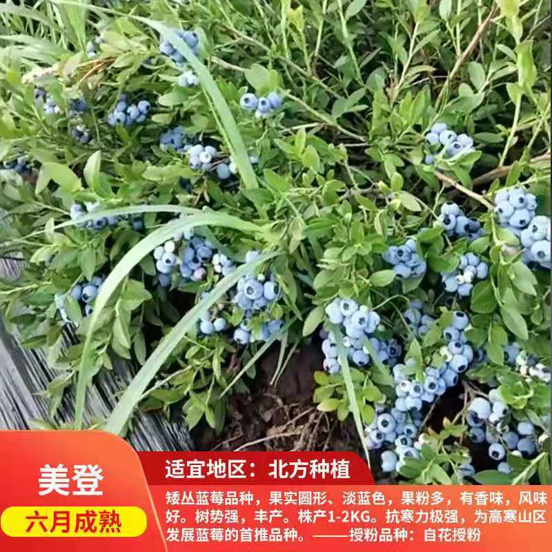 南北方种植 果树苗 蓝莓树 果苗 美登【北方适应】 三年苗当年结果少