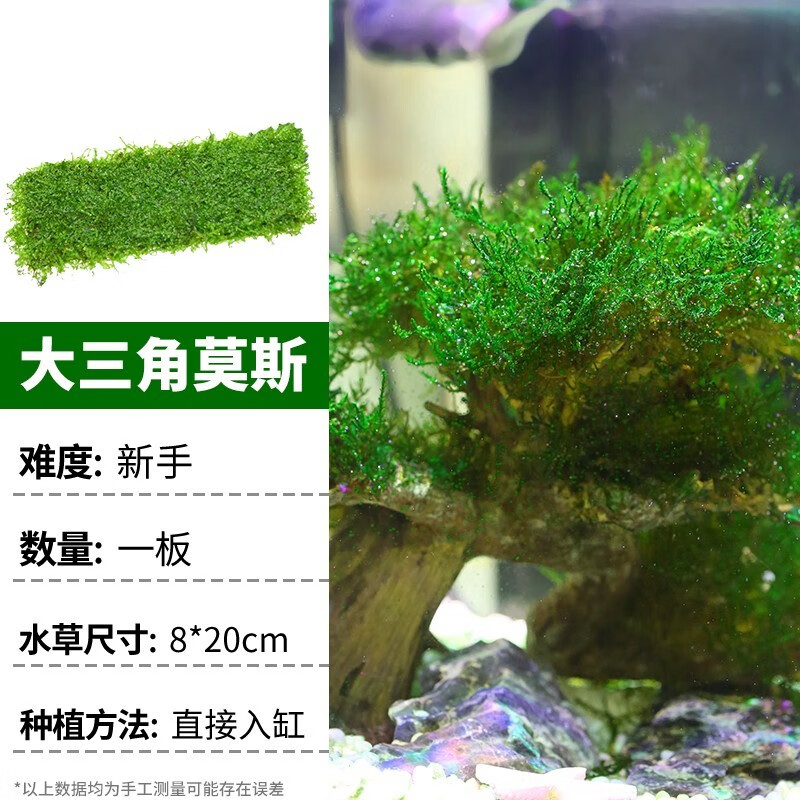 疯狂水草（FKSC）莫斯活体水草植物前景套餐懒人阴性莫斯树沉木水榕 大三角莫斯