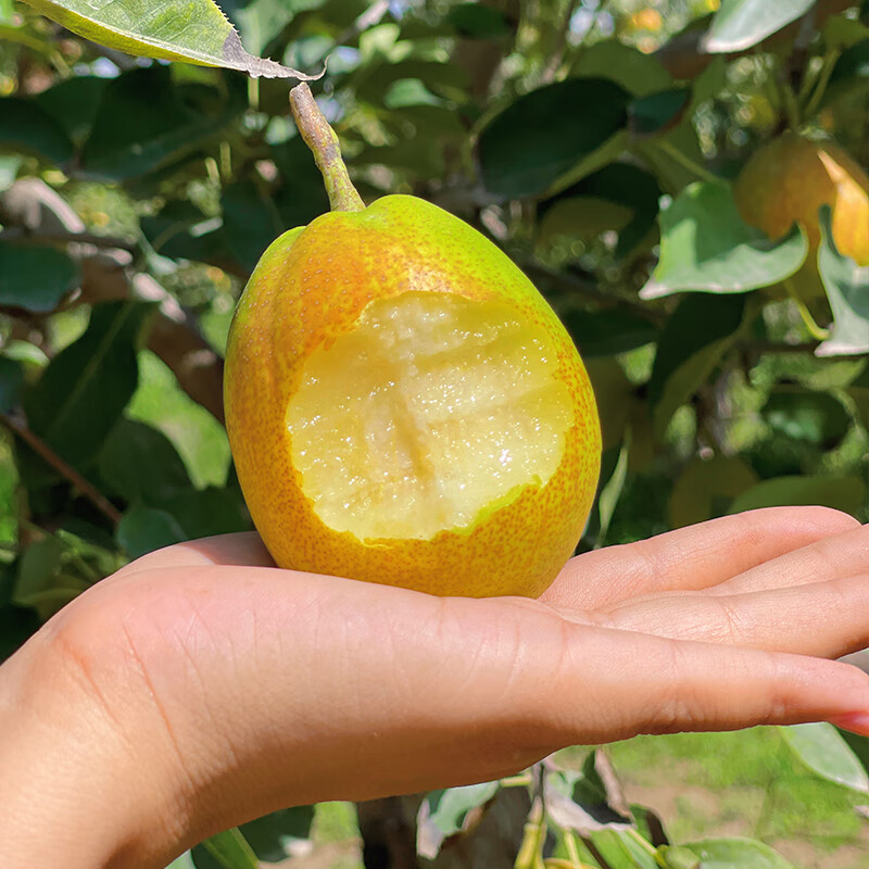 【顺丰发货】新疆库尔勒香梨新生鲜水果冰糖雪梨大美疆遇礼盒整箱 库尔勒香梨8斤大果120-150g