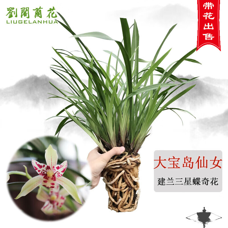 劉閣蘭花兰花苗 奇花大宝岛仙女 现带花苞出售四季开花好养花卉绿植