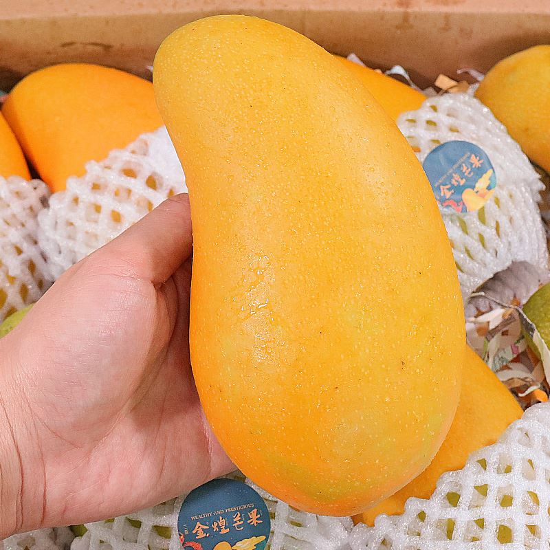 德骊嘉海南水仙金煌芒新鲜水果凯特芒果大台黄芒果非特大海南超大甜 3