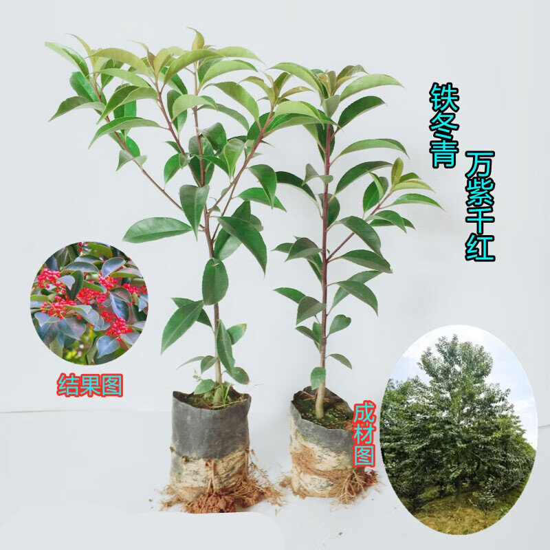 万紫千红铁冬青树苗四季常青庭院绿化树白银香苗山树苗 铁冬青高度20