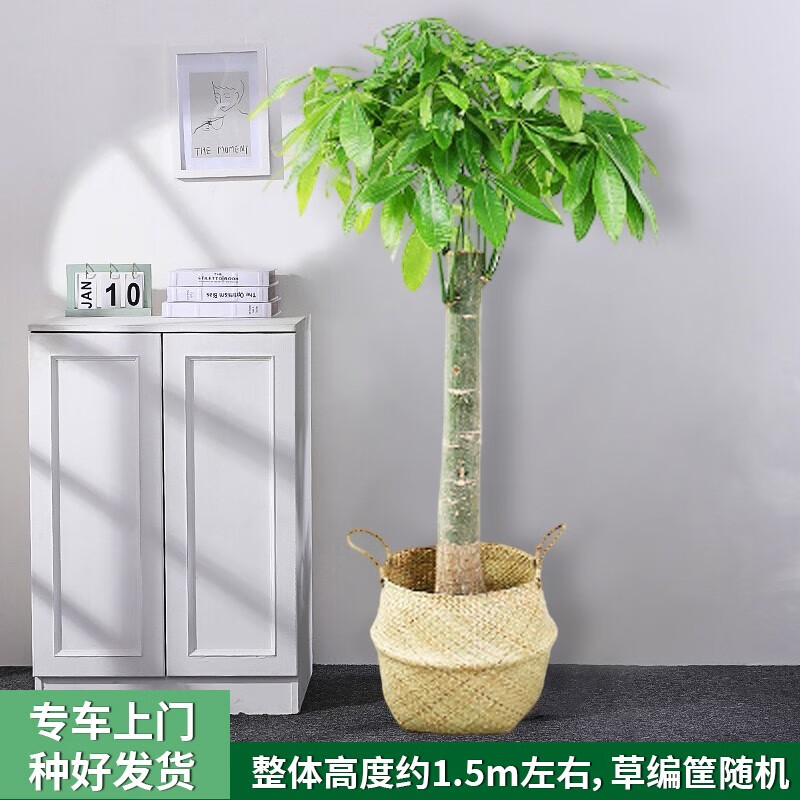 綠韻花田【2小時達】發(fā)財樹榕大型綠植物盆栽竹編框公司門口開業(yè)喬遷送禮 直桿發(fā)財樹