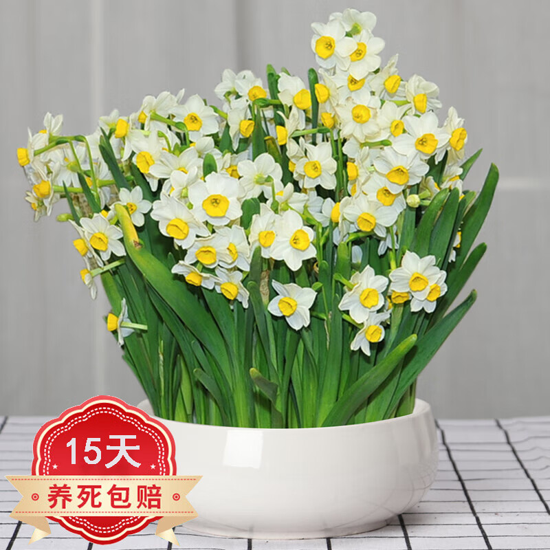 花卉价格走势网站|花卉价格比较