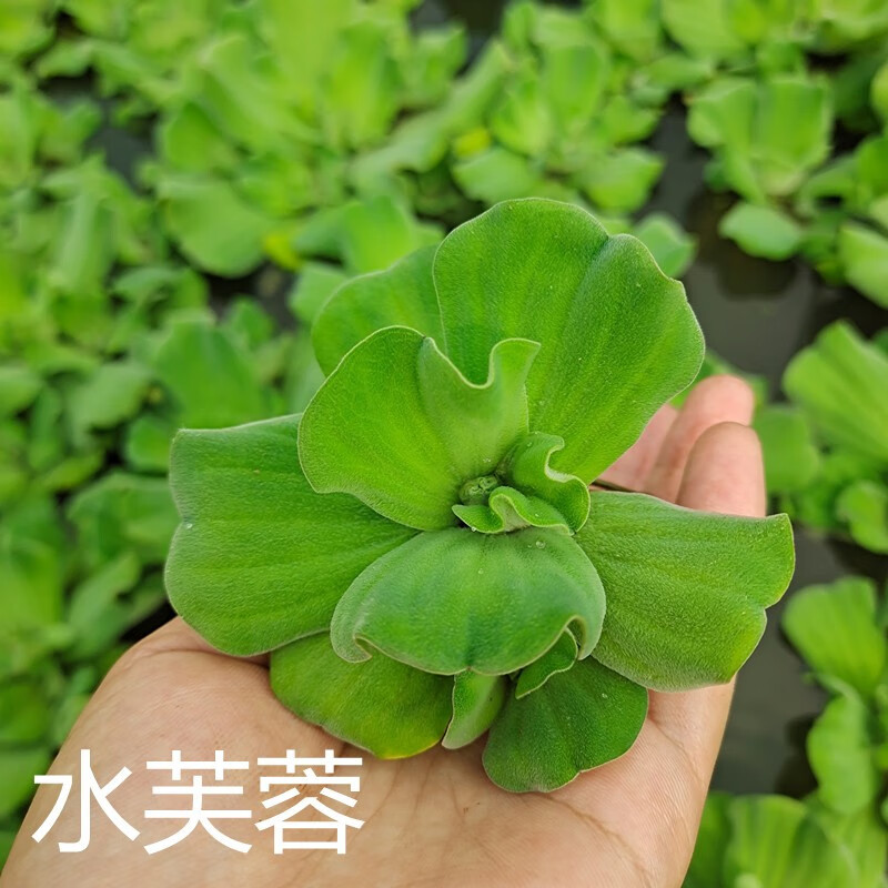 水葫芦水芙蓉浮萍水草一叶莲睡莲水培植物庭院办公桌净