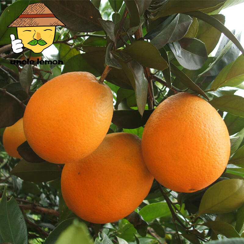 uncle lemon新鲜采摘四川高山脐橙子不打蜡水果手剥甜心橙皮薄多汁 9斤家庭装 大果（果径70MM以上）