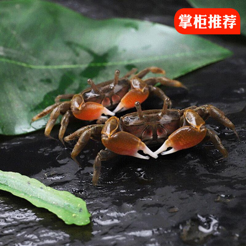 京东直接查看水族活体价格走势|水族活体价格走势