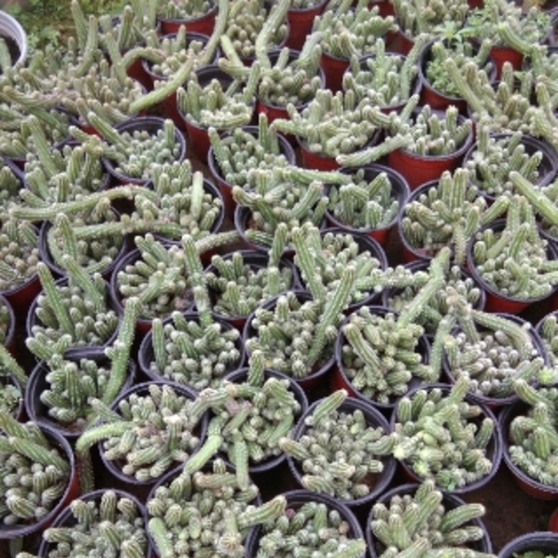 办公桌面仙人掌盆景仙人指垂吊多肉植物白檀植物盆栽 如图一盆的量 不