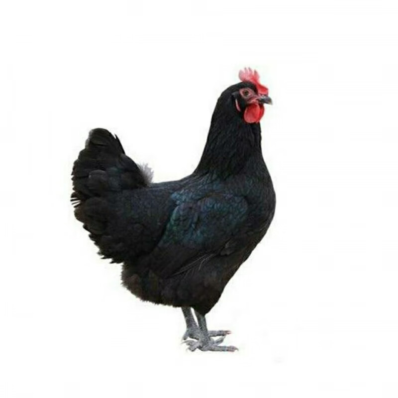 养笨鸡怎么养(家养笨鸡怎么做好吃)