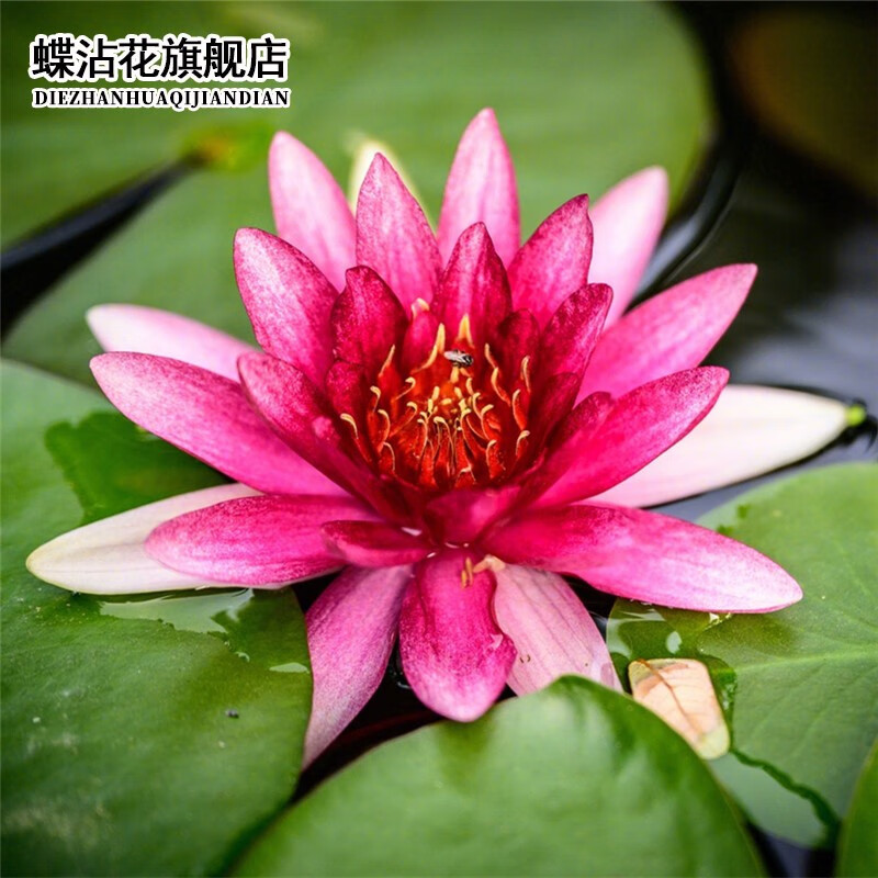 查看种球历史价格|种球价格比较