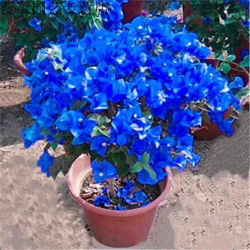 垣栀三角梅树苗盆栽室内阳台爬藤植物勒杜鹃花苗重瓣大苗庭院 蓝色