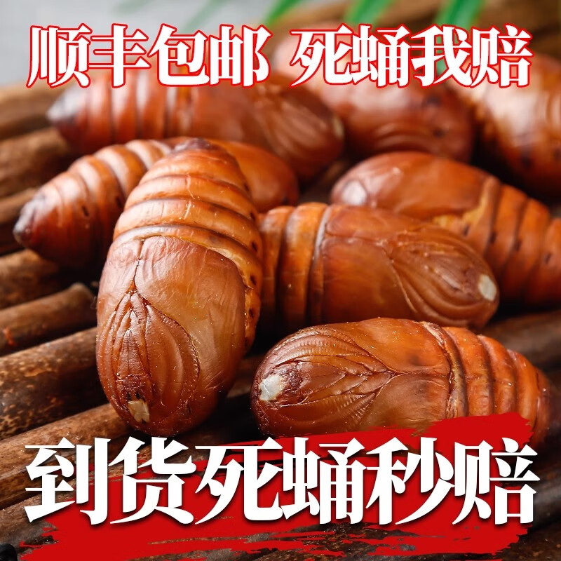 品吉味蚕蛹 东北特产柞树蚕蛹 鲜活个大 500g 顺丰  活体蝉蛹 黄茧蛹 大二黄蚕蛹一斤