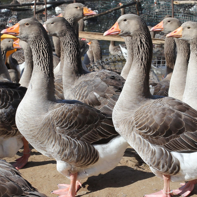 小鹅苗纯种朗德鹅活苗正宗大型郎德鹅苗灰雁鹅红嘴