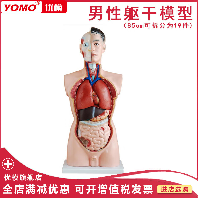 优模 85cm男性躯干模型可拆分19部件 人体内脏解剖胸腹部器官结构医用