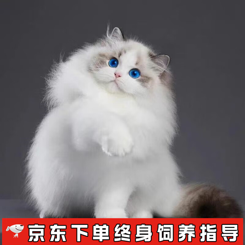 祥记萌奇布偶猫幼猫活体幼崽纯种仙女猫波斯系长毛猫蓝眼睛海双蓝双宠物猫 宠物级使用感如何?