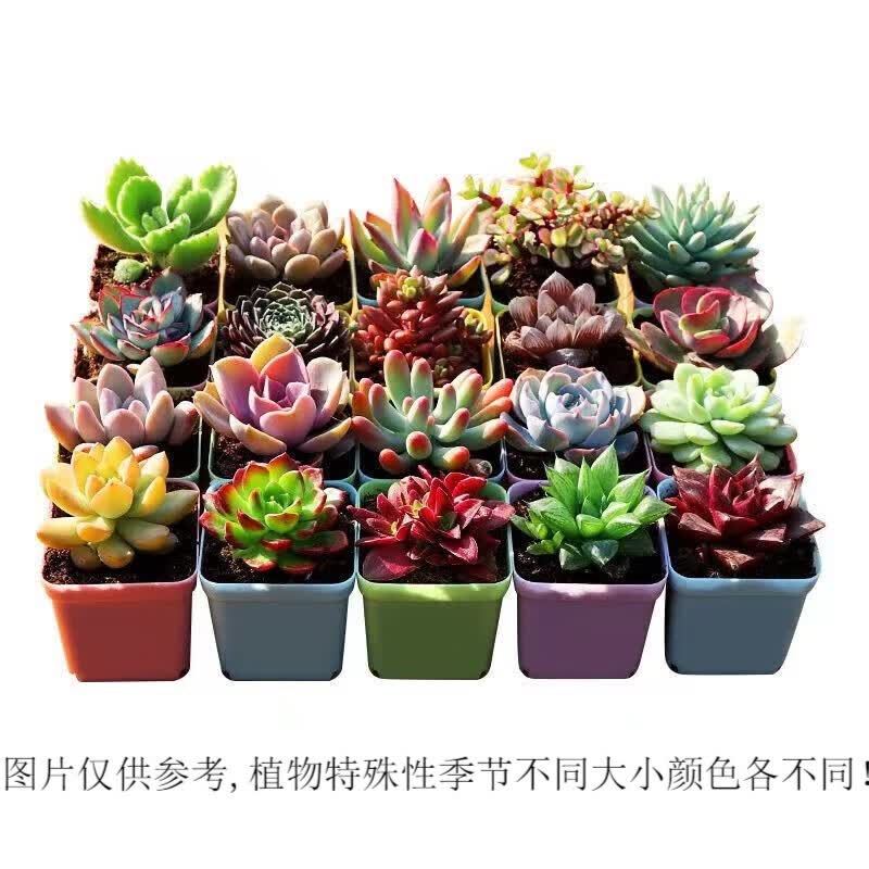 心卉如一绿植盆栽多肉植物盆栽组合花卉室内带盆红宝石玉露豪华多肉盆栽 2个多肉不重复+2个盆+1包土 精选使用感如何?