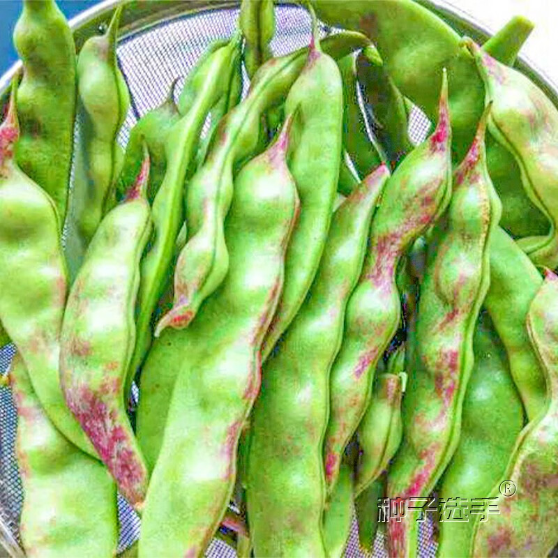 农之子 东北油豆角种子一点红种籽大全蔬菜 太空将军一点红大油豆种子